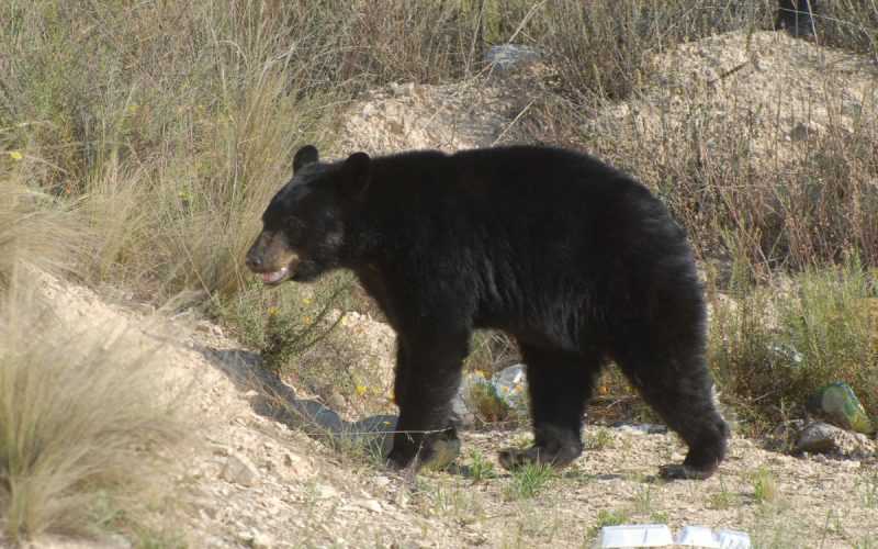 Alertan 82 especies en riesgo en la Carbonífera