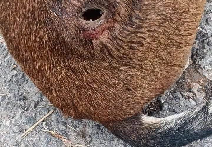 Primer caso de perro con barrenador en Múzquiz