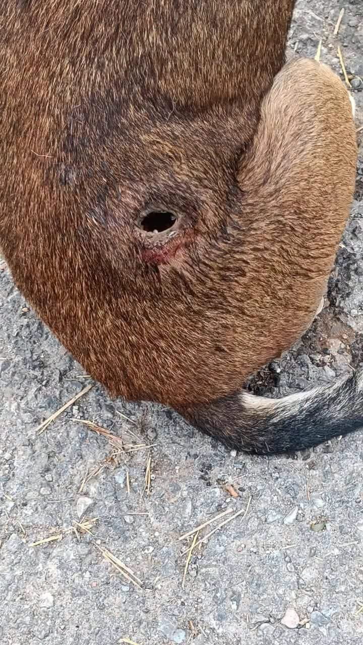 Primer caso de perro con barrenador en Múzquiz