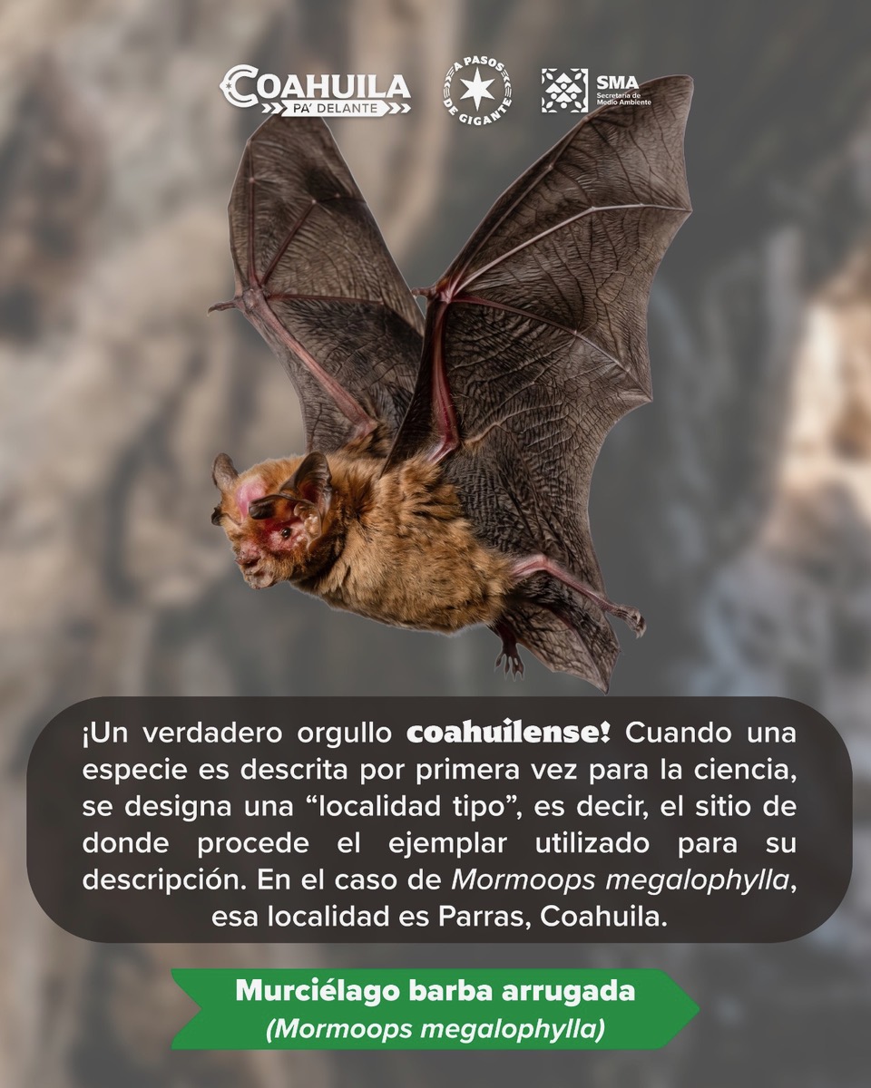 SON MURCIÉLAGOS ALIADOS DE ECOSISTEMAS DE COAHUILA