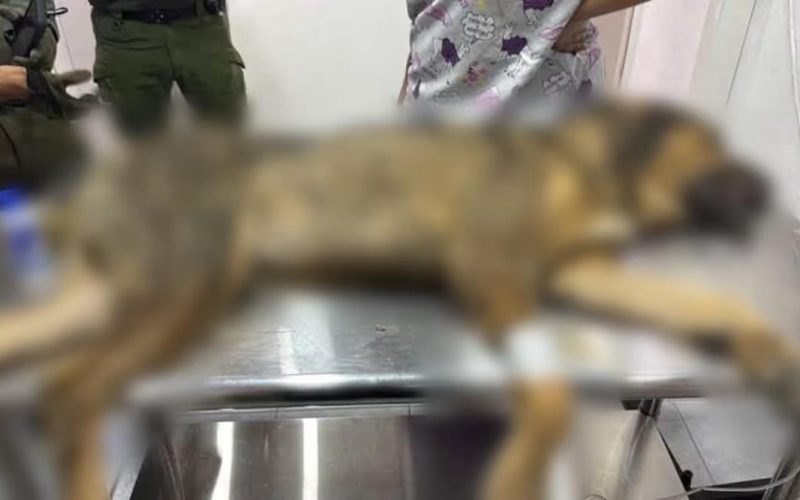 Perrito rescatado en Saltillo sigue con pronóstico reservado