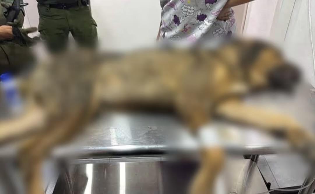 Perrito rescatado en Saltillo sigue con pronóstico reservado