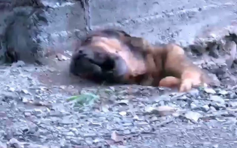 Atiende Policía Ambiental reporte de perrito en hoyo