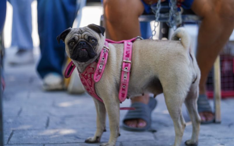 Fortalece DIF el bienestar animal