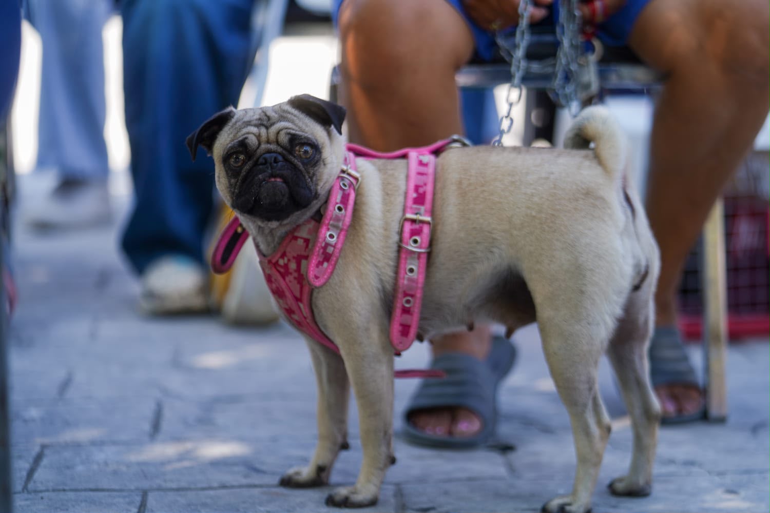 Fortalece DIF el bienestar animal