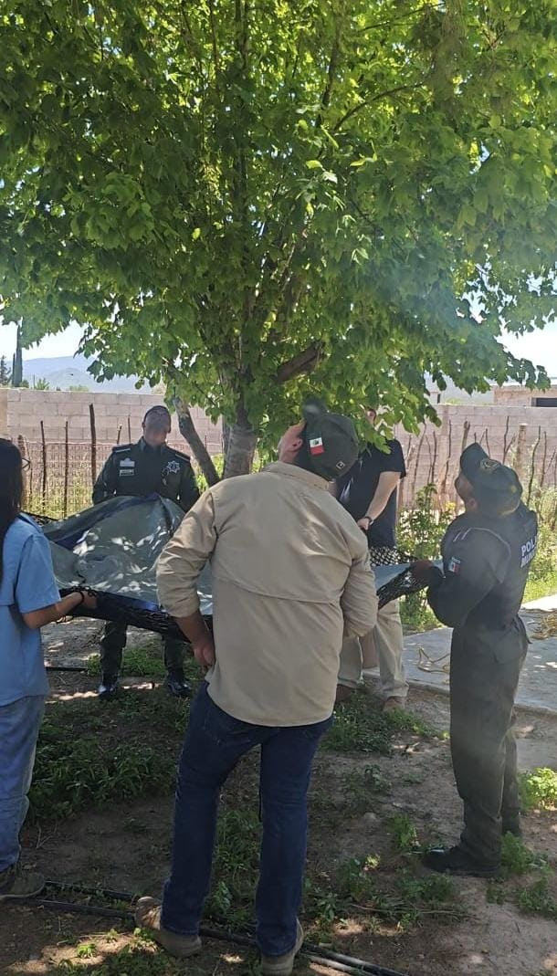 Participa Policía Ambiental en rescate de oso en ejido Cuautla