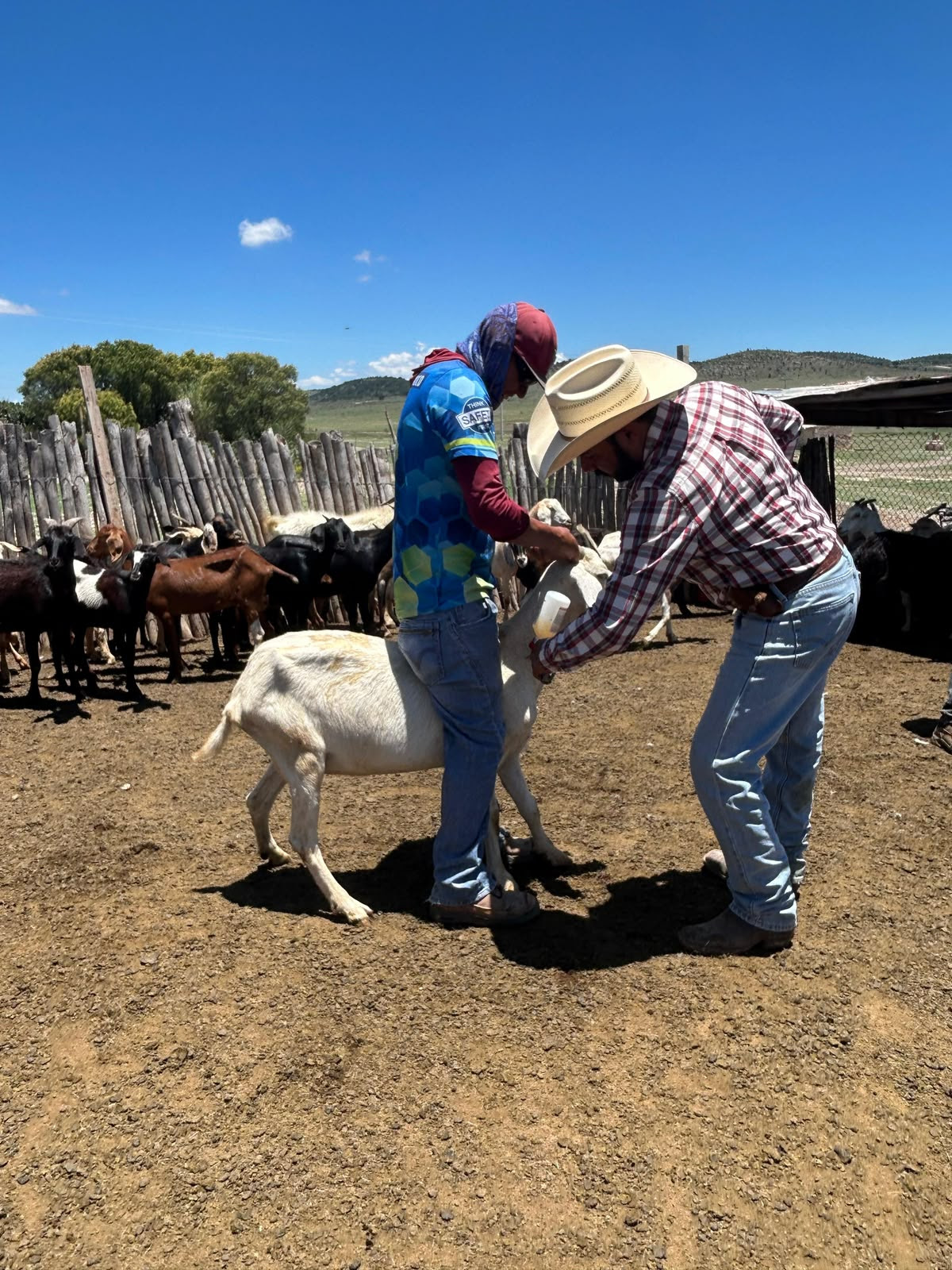 Fortalecen Municipio y Estado las medidas de sanidad animal