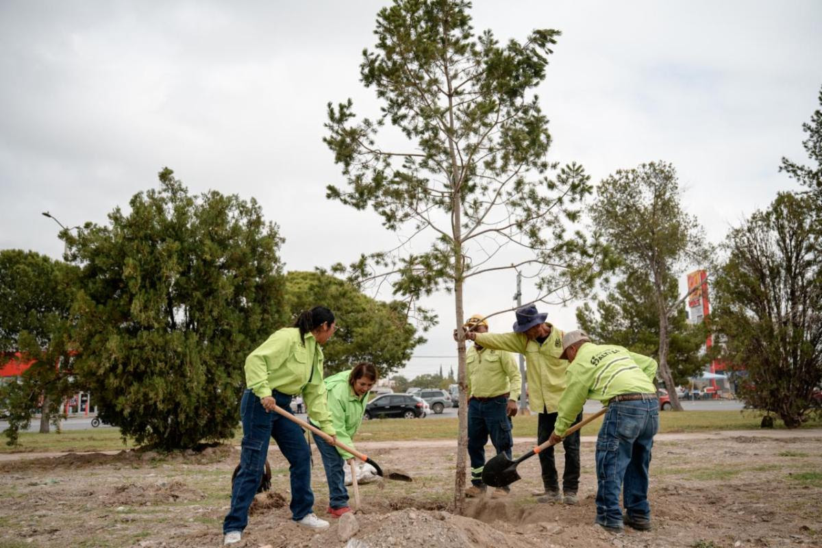 Impulsa Saltillo labores de reforestación permanente