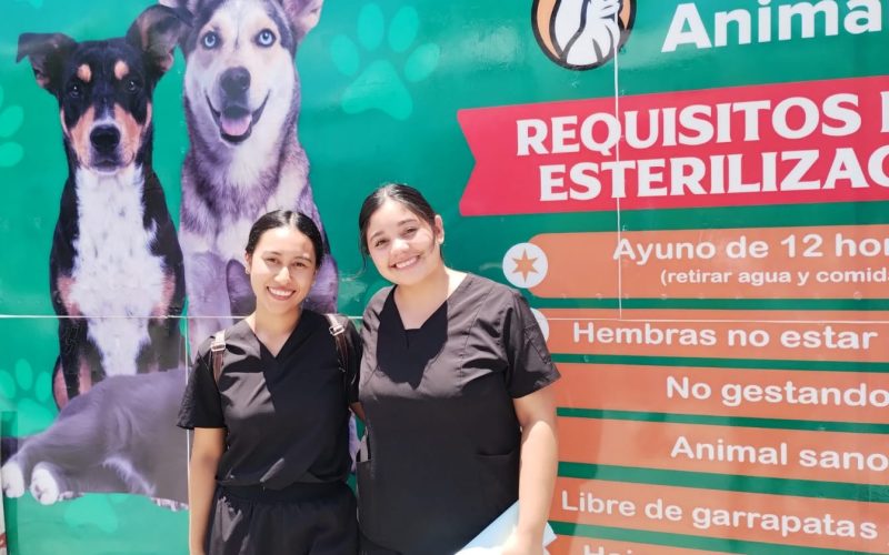 Previene esterilización males en las mascotas