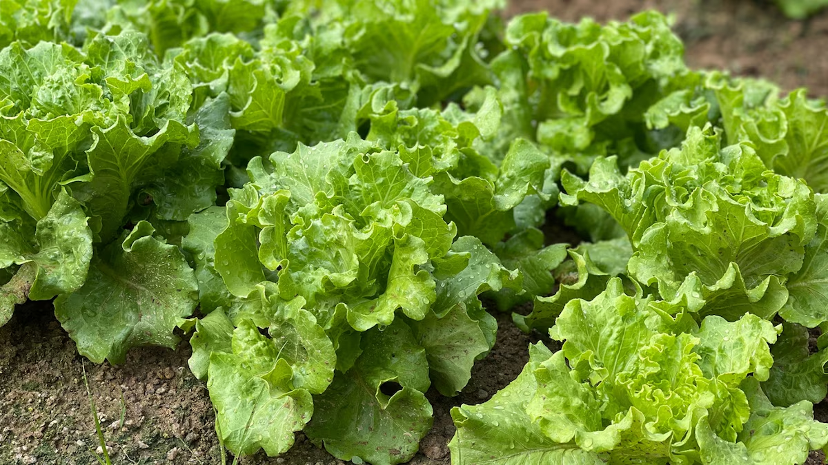 Usted disculpe, lechuga mexicana: EU aclara que vegetales de granja en Guanajuato dieron falso positivo