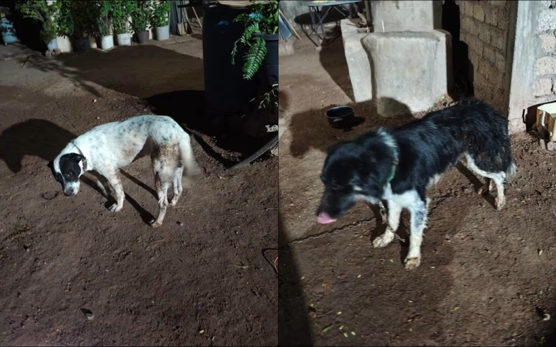 Sujeto mat4 a balazos a un perro y hier3 a otros dos en Ahome, Sinaloa; vecinos exigen justicia