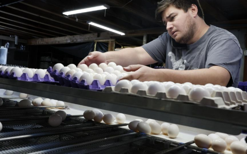 Brote de salmonela: retiran en EU alrededor de 1.5 millones de docenas de huevos producidos en Texas