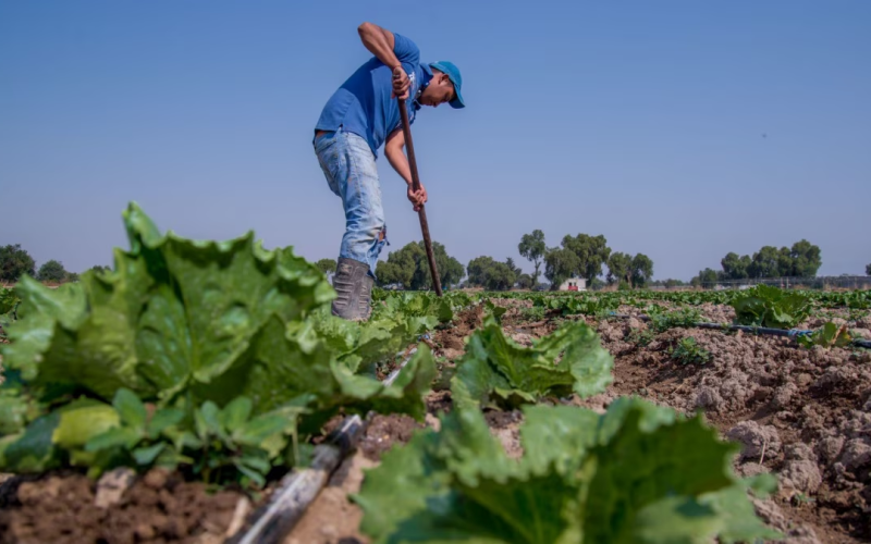 Brote de diarrea explosiva: México y EU descartan presencia del parásito Cyclospora en lechugas mexicanas