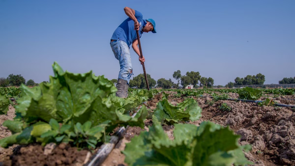 Brote de diarrea explosiva: México y EU descartan presencia del parásito Cyclospora en lechugas mexicanas