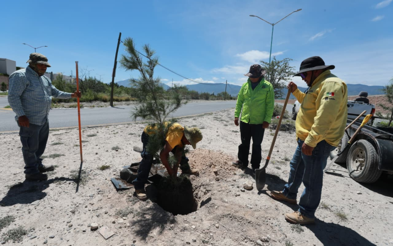Refuerza Javier Díaz González reforestación en vialidades de Saltillo