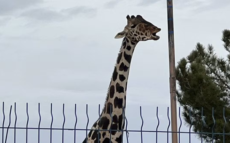 Muere jirafa reticulada en el Zoológico de León; investigan accidente ocurrido en su área de exhibición