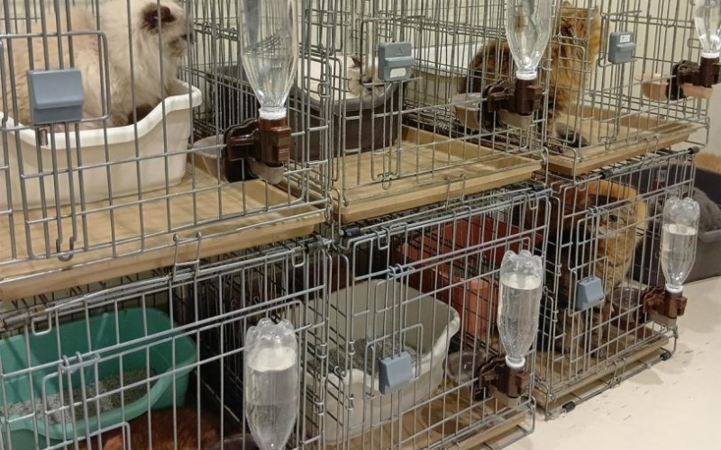 Rescatan a 25 gatos atrapados en un centro comercial tras sismo en Japón