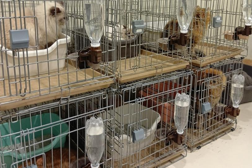 Rescatan a 25 gatos atrapados en un centro comercial tras sismo en Japón