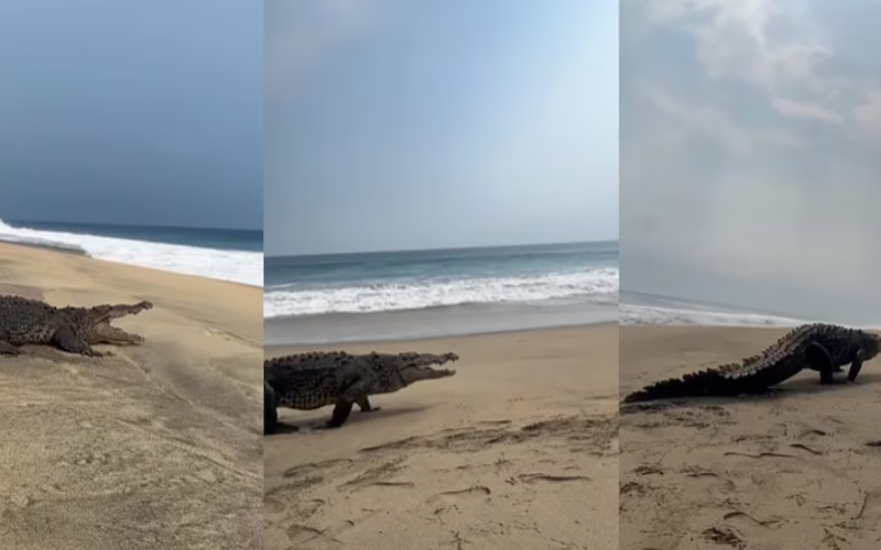 Alertan en Zihuatanejo por escape de cocodrilos de estero y ahora vagan por playas