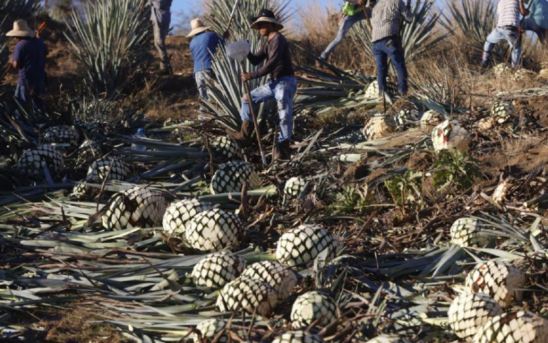 México planea aplicar aranceles a EU y a otros países que impongan barreras al tequila