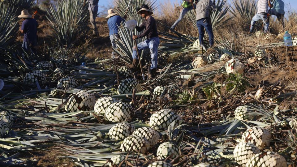 México planea aplicar aranceles a EU y a otros países que impongan barreras al tequila