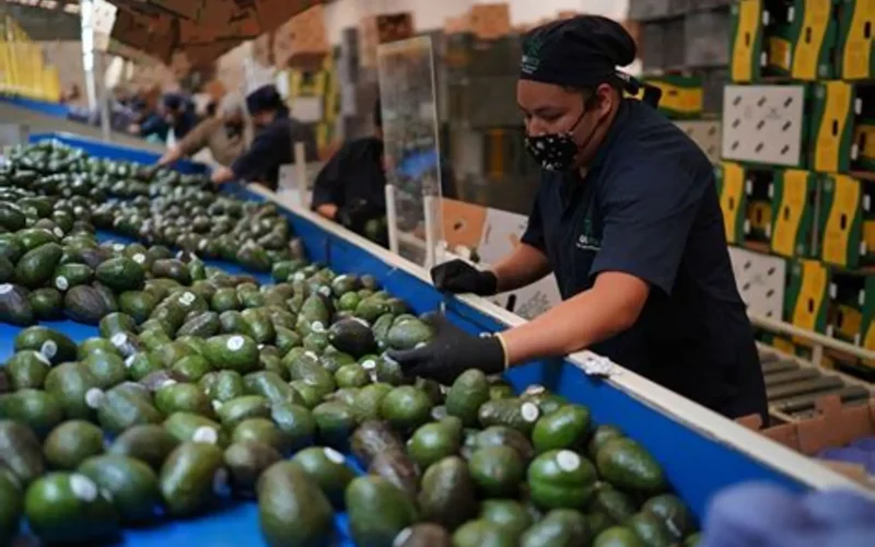 Reanudan exportación aguacatera para los EU