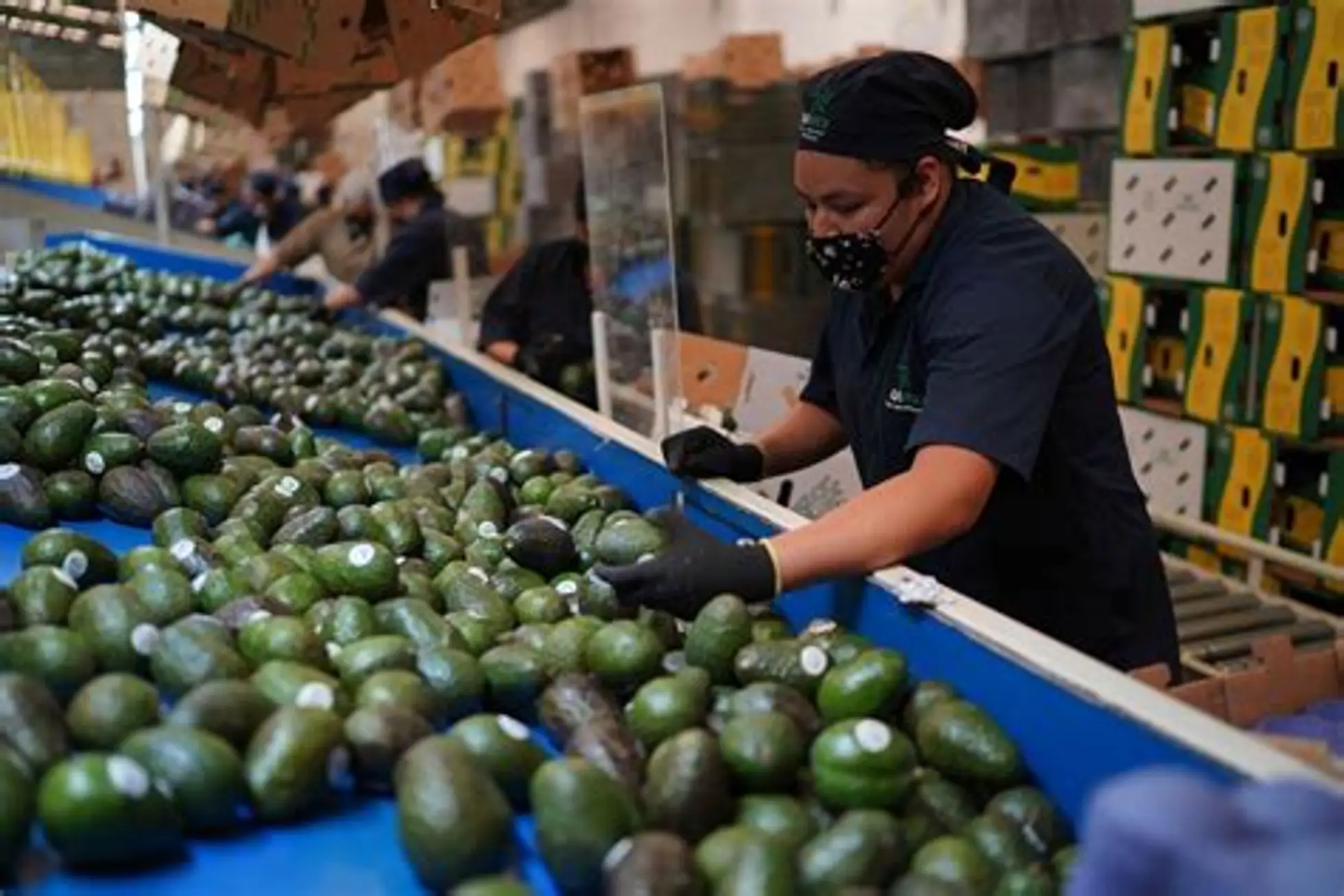Reanudan exportación aguacatera para los EU
