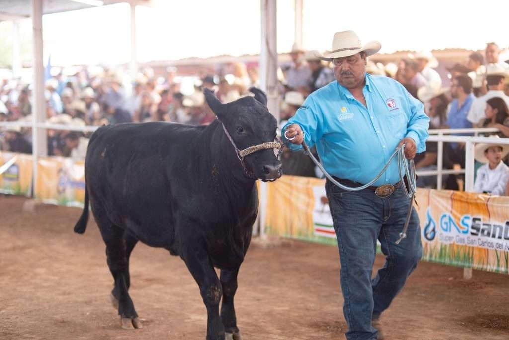 Todo listo para el 44 Concurso del Becerro Gordo en Sabinas