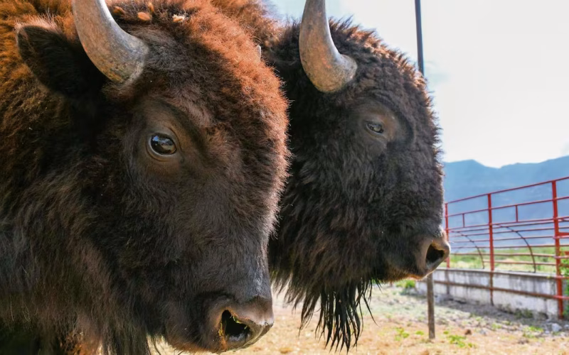 El bisonte vuelve a mover la vida del ecosistema