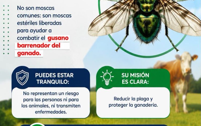 Mantienen prevención contra gusano barrenador