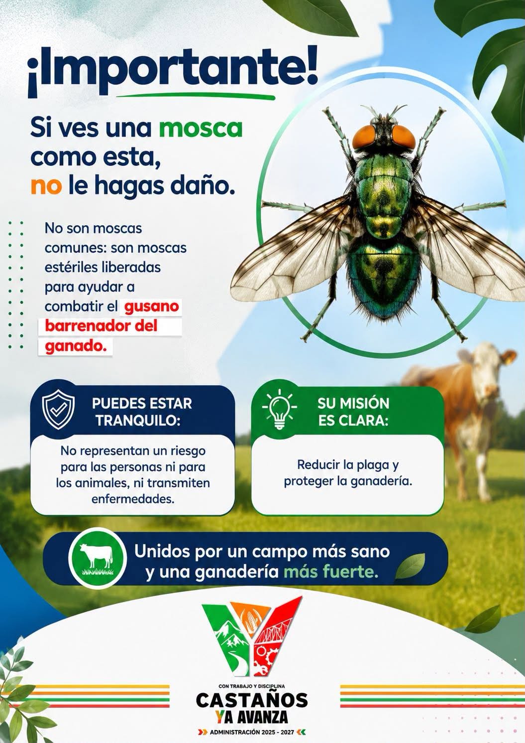 Mantienen prevención contra gusano barrenador