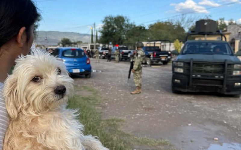 Rescatan a decenas de perros en Castaños