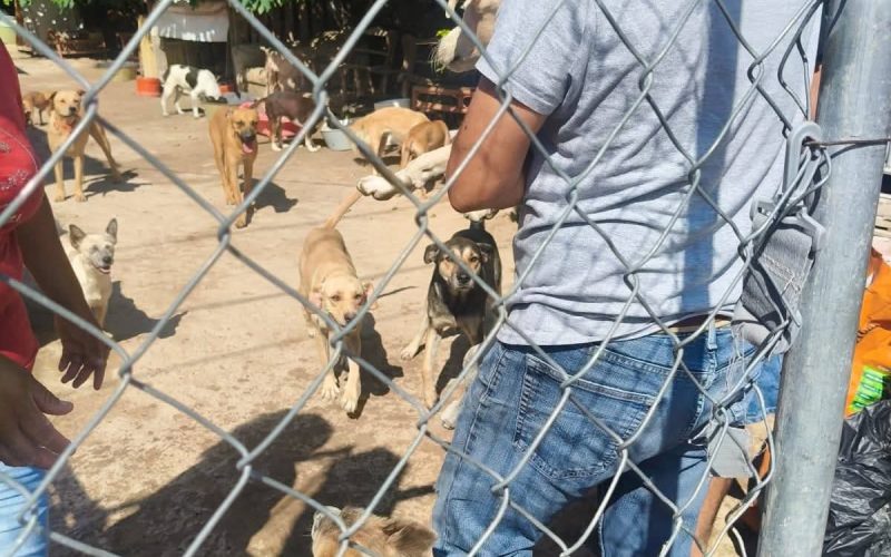 Refugio de Frontera requiere insumos para cuidar a 81 perritos