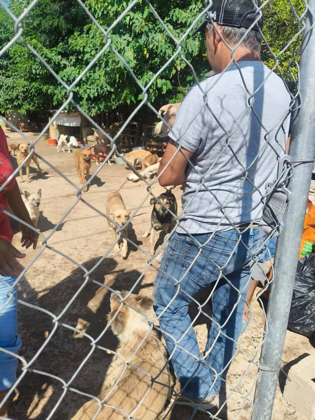 Refugio de Frontera requiere insumos para cuidar a 81 perritos
