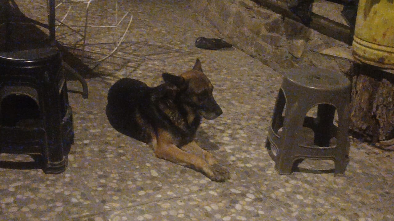 Investigan muerte de perros en colonia Barrio de Perico