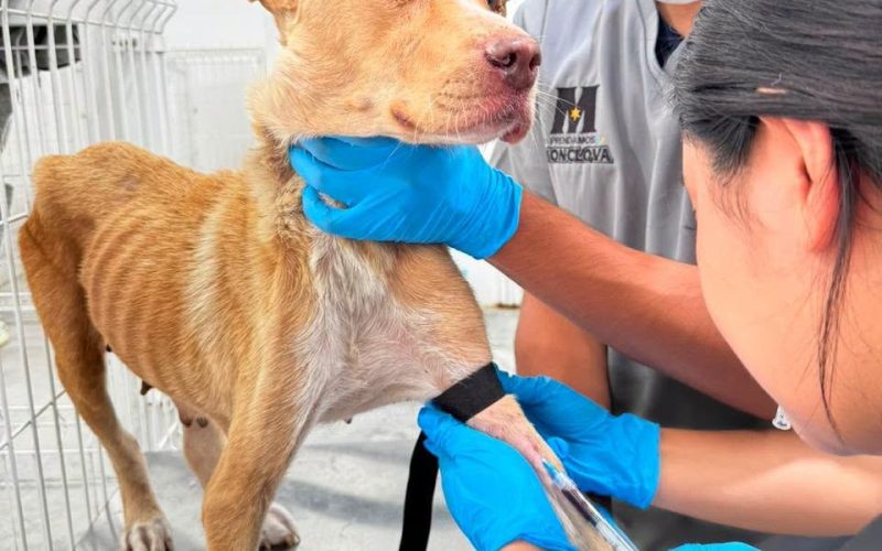 Mueren 2 de los perros rescatados de Frichem