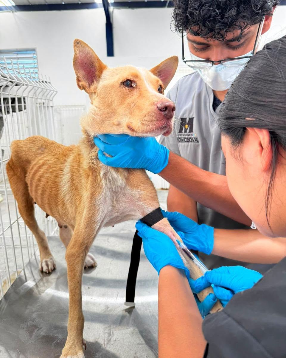 Mueren 2 de los perros rescatados de Frichem