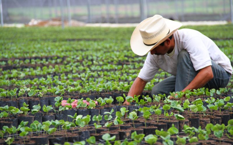 Alerta EU por Salmonela en jalapeños mexicanos