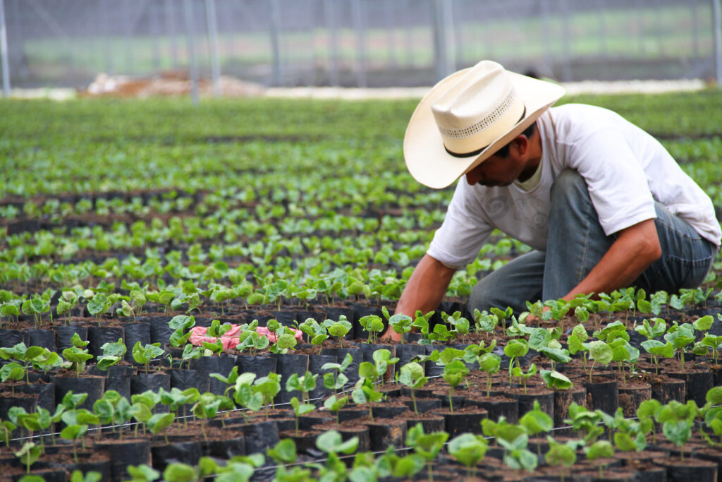 Alerta EU por Salmonela en jalapeños mexicanos