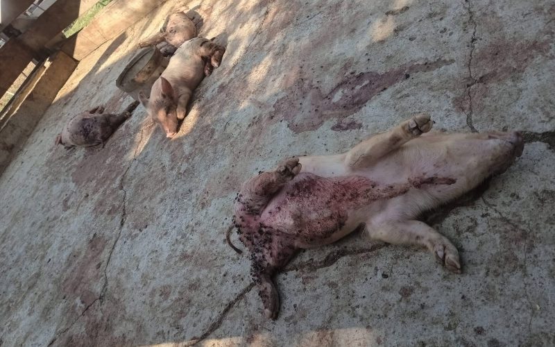 Ataque en corral de San Buena deja cuatro lechones sin vida