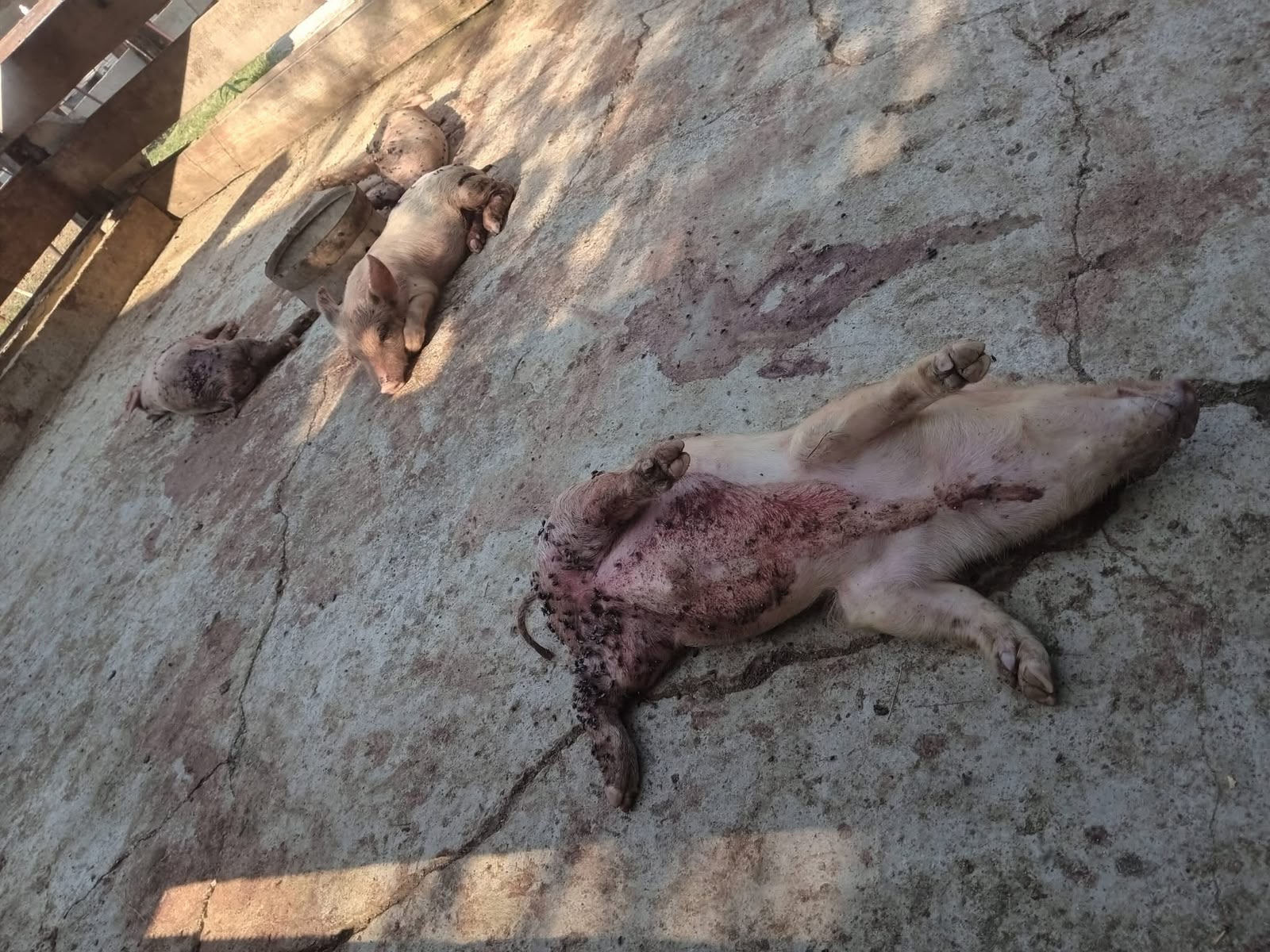 Ataque en corral de San Buena deja cuatro lechones sin vida