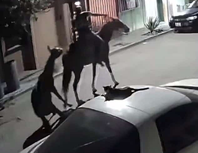Exigen vecinos investigar agresión contra potrillo