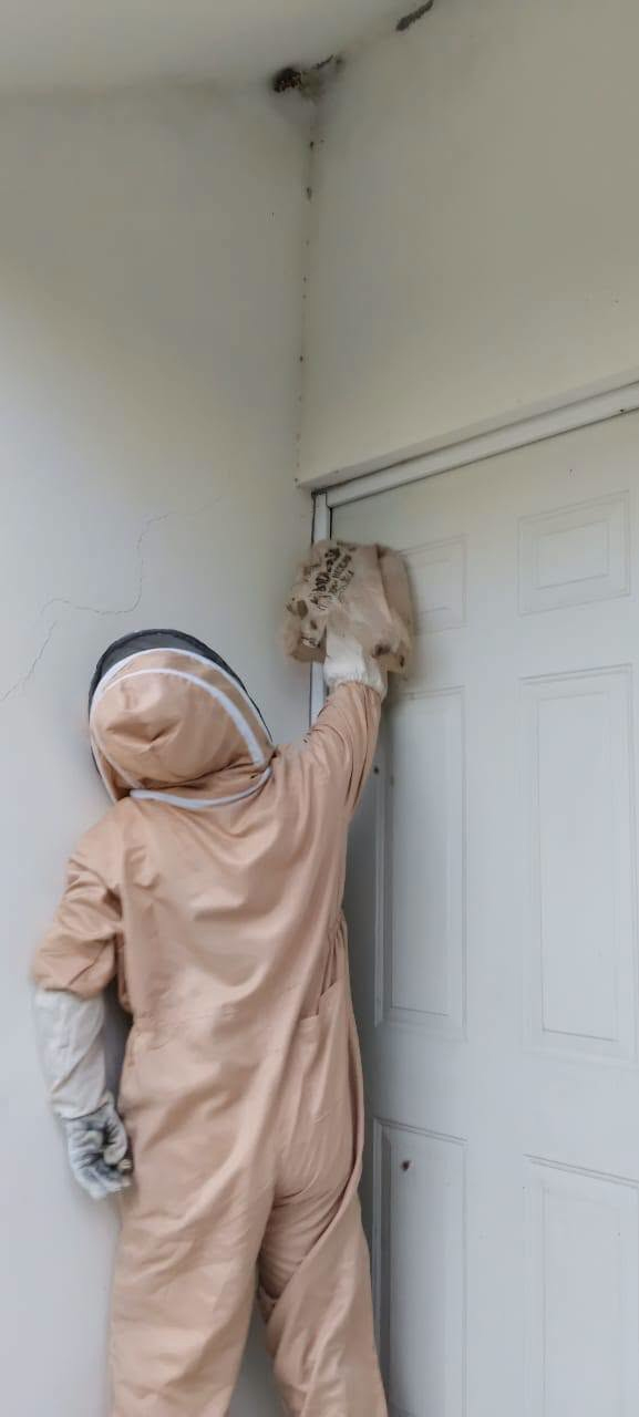 Refuerza Castaños retiro seguro de panales en el municipio