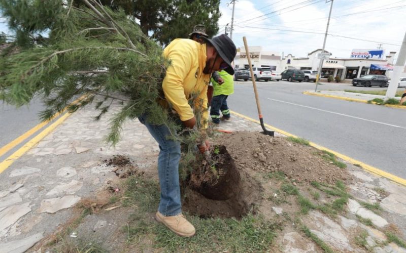 Refuerza Javier Díaz acciones de reforestación en José Musa