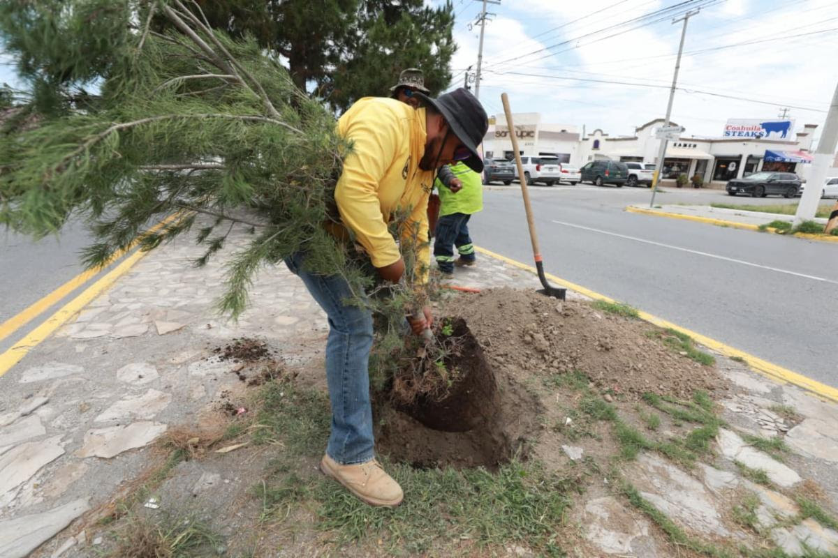 Refuerza Javier Díaz acciones de reforestación en José Musa