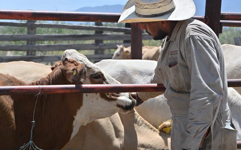 Refuerza SB prevención contra gusano barrenador