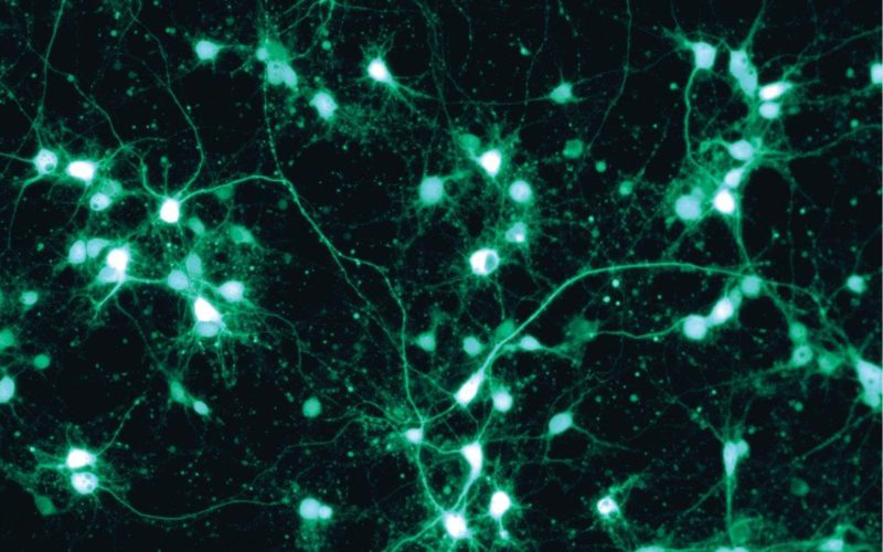 Reconocen a 6 revistas de ciencia de la UAdeC