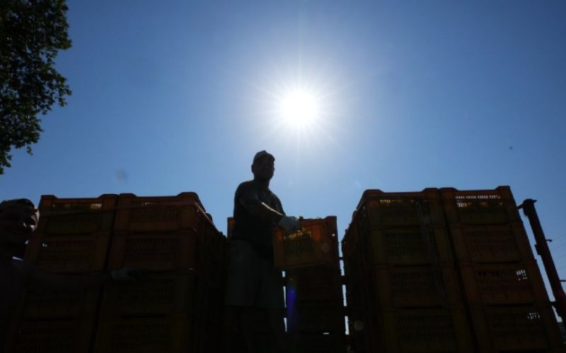 OBLIGA CALORÓN ADELANTAR VENDIMIAS 2026 EN ITALIA