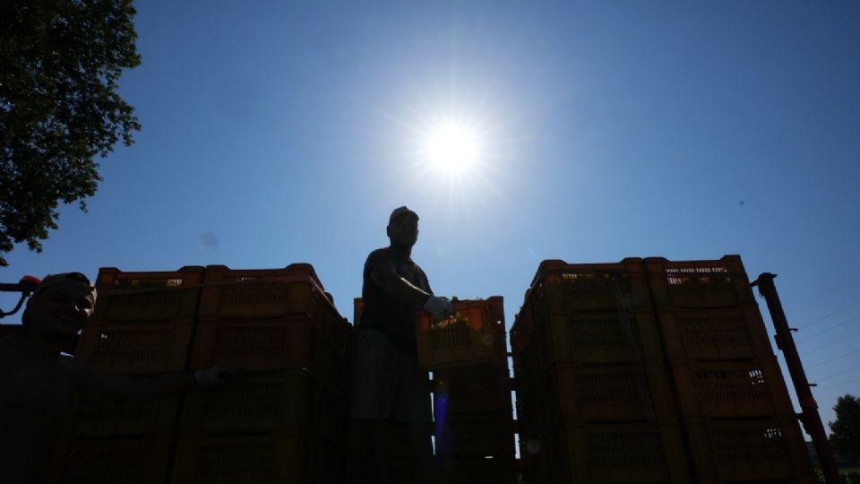 OBLIGA CALORÓN ADELANTAR VENDIMIAS 2026 EN ITALIA