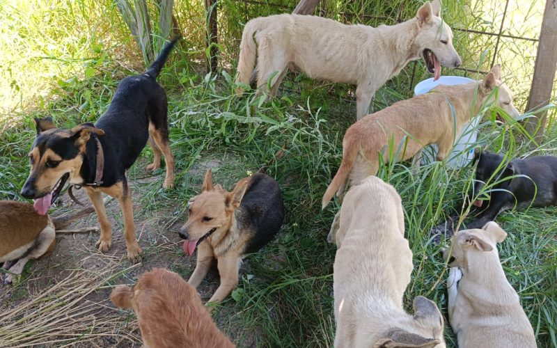 Denuncian a Frichem por maltrato animal